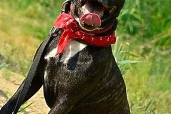 Amstaff Jankes pręgowany psi ideał czeka na dom,  
