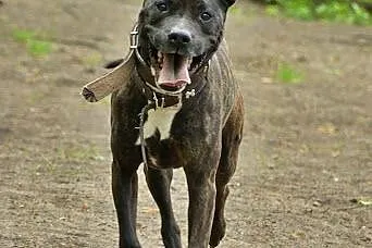 Amstaff Jankes pręgowany psi ideał czeka na dom,  