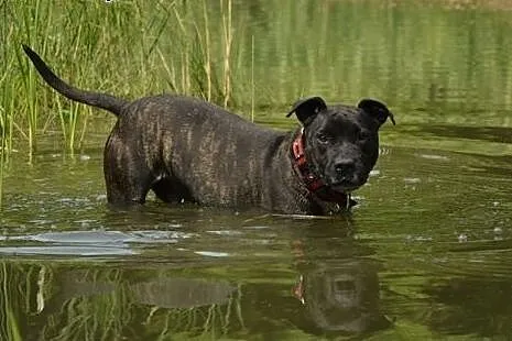 Amstaff Jankes pręgowany psi ideał czeka na dom,  