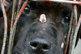 Amstaff Jankes pręgowany psi ideał czeka na dom,  