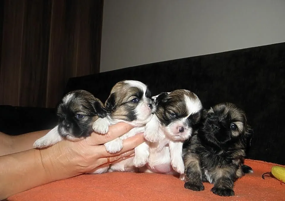 Shih tzu mini szczeniaczki z metryką