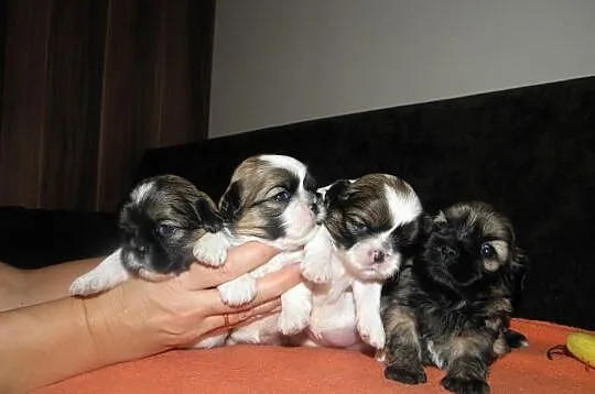 Shih tzu mini szczeniaczki z metryką