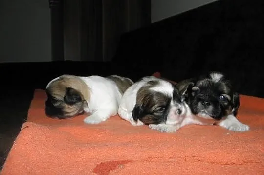 Shih tzu mini szczeniaczki z metryką