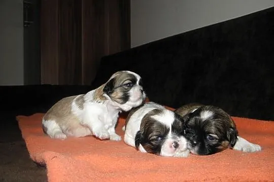 Shih tzu mini szczeniaczki z metryką