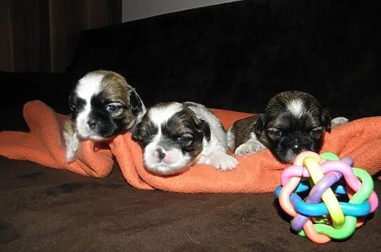 Shih tzu mini szczeniaczki z metryką