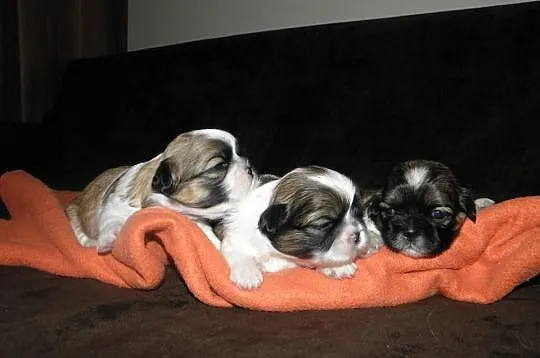 Shih tzu mini szczeniaczki z metryką