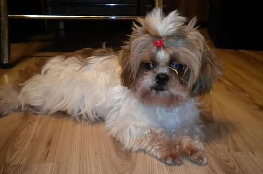 Shih tzu mini szczeniaczki z metryką