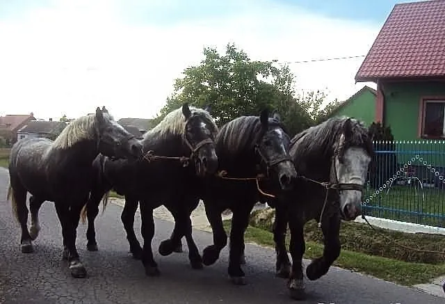 Ogiery szpaki.