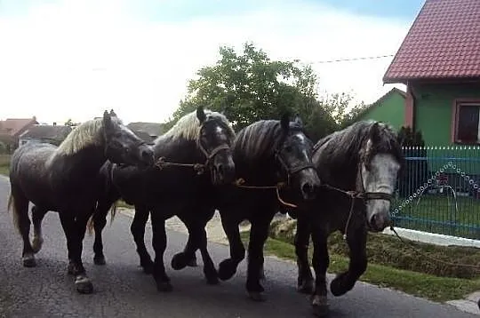 Ogiery szpaki.