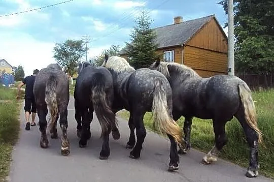 Ogiery szpaki.