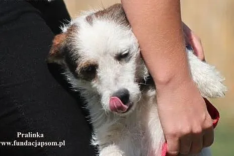 Pralinka- czy zechciałąbyś mnie adoptować?,  mazow
