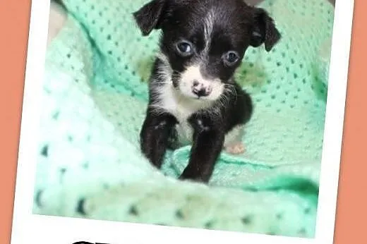 Maleńka CECYLKA,szczeniaczek,słodka,przytulaśna sunia do ADOPCJI !!!,  dolnośląskie Wrocław