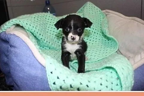 Maleńka CECYLKA,szczeniaczek,słodka,przytulaśna sunia do ADOPCJI !!!,  dolnośląskie Wrocław, 