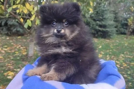 Wzorcowy Mały Szpic Niemiecki piękny exterrier rodzice FCI, Opolskie, Krapkowice