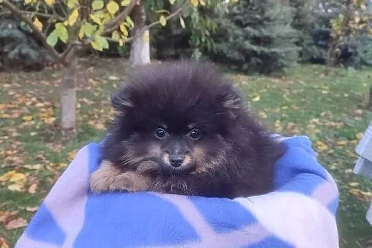 Wzorcowy Mały Szpic Niemiecki piękny exterrier rodzice FCI, Opolskie, Krapkowice