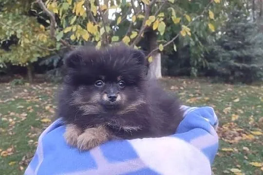 Wzorcowy Mały Szpic Niemiecki piękny exterrier rodzice FCI, Opolskie, Krapkowice