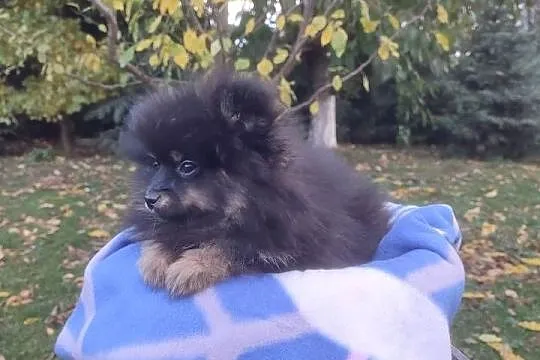Wzorcowy Mały Szpic Niemiecki piękny exterrier rodzice FCI, Opolskie, Krapkowice