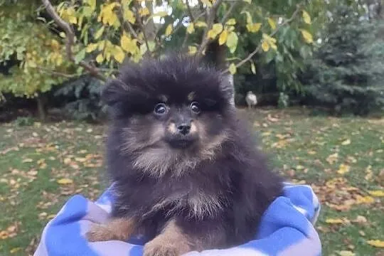 Wzorcowy Mały Szpic Niemiecki piękny exterrier rodzice FCI, Opolskie, Krapkowice
