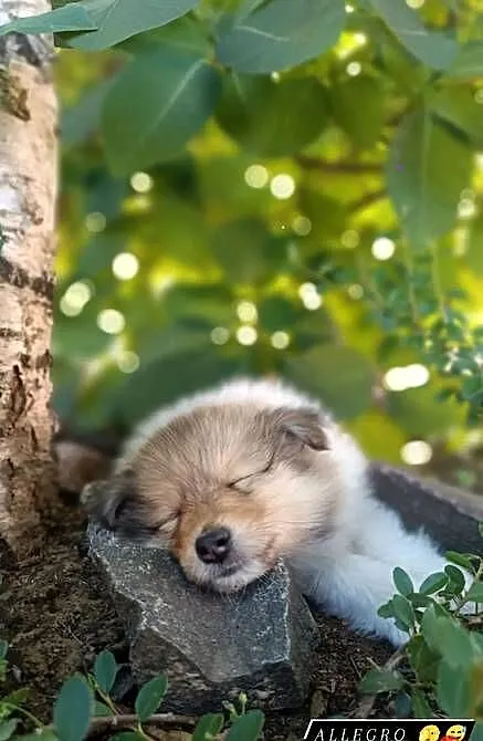 Owczarek szkocki collie, Pomorskie, Pszczółki