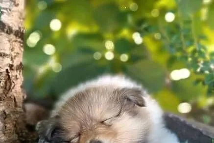 Owczarek szkocki collie, Pomorskie, Pszczółki