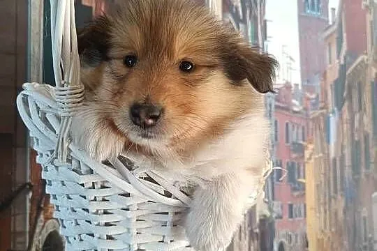 Owczarek szkocki collie, Pomorskie, Pszczółki