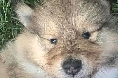 Owczarek szkocki collie, Pomorskie, Pszczółki