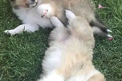 Owczarek szkocki collie, Pomorskie, Pszczółki