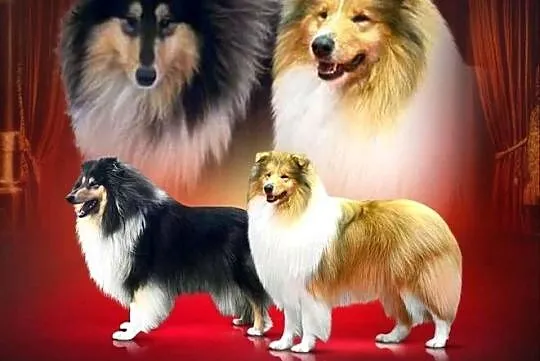 Owczarek szkocki collie, Pomorskie, Pszczółki