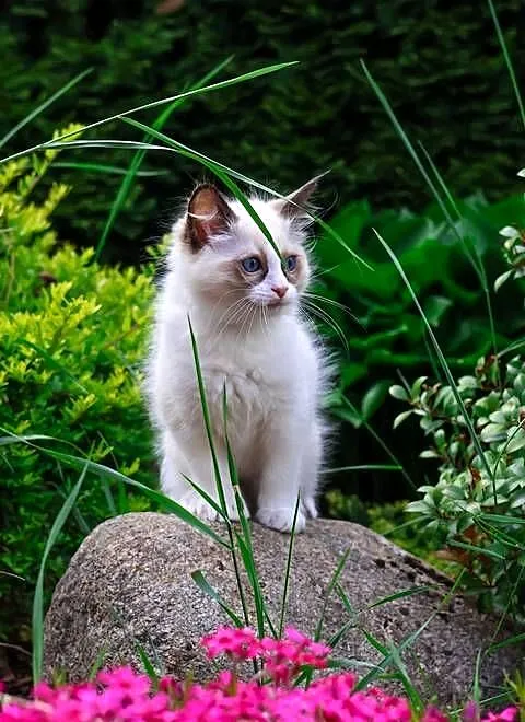 Ragdoll kocurek Miki, Łódzkie, Piorunówek