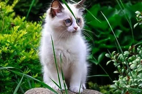 Ragdoll kocurek Miki, Łódzkie, Piorunówek