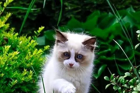 Ragdoll kocurek Miki, Łódzkie, Piorunówek