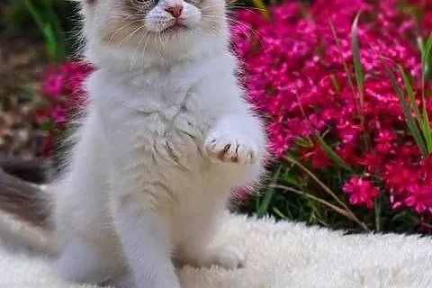Ragdoll kocurek Miki, Łódzkie, Piorunówek