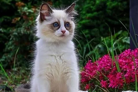 Ragdoll kocurek Miki, Łódzkie, Piorunówek