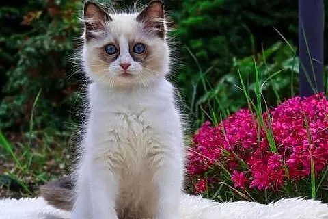 Ragdoll kocurek Miki, Łódzkie, Piorunówek