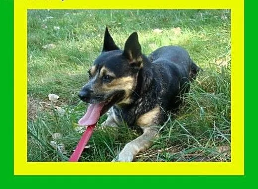 13kg,1.5roku,wesoły,czujny,przyjacielsko nastawion