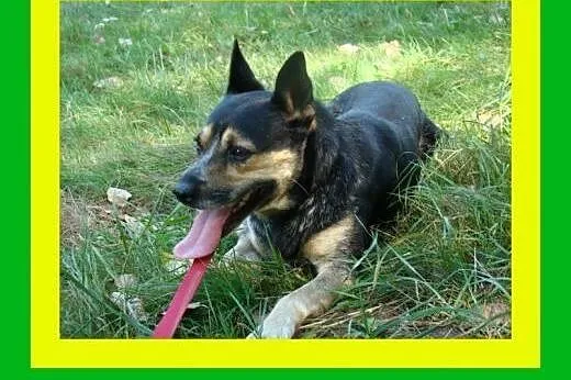13kg,1.5roku,wesoły,czujny,przyjacielsko nastawion
