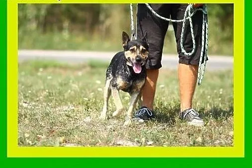 13kg,1.5roku,wesoły,czujny,przyjacielsko nastawion