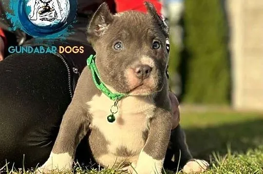 American Bully piesek ABKC