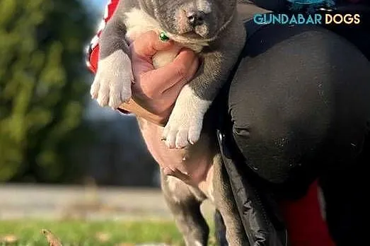 American Bully piesek ABKC, Wielkopolskie, Koło