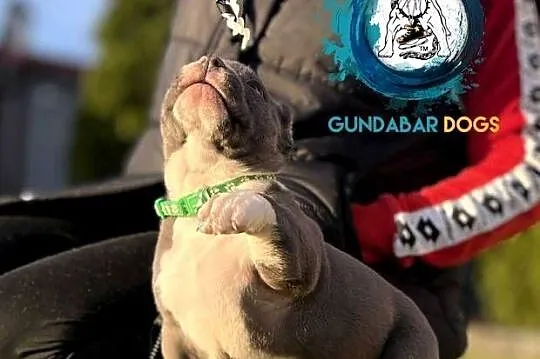 American Bully piesek ABKC, Wielkopolskie, Koło