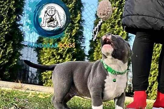 American Bully piesek ABKC, Wielkopolskie, Koło