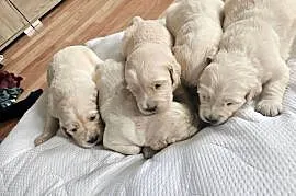 Sprzedam Golden Retriver