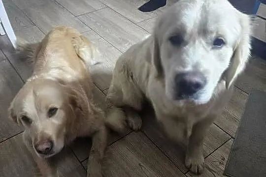 Sprzedam Golden Retriver, Lubelskie, Zaniówka