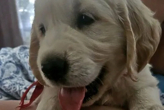Sprzedam Golden Retriver, Lubelskie, Zaniówka