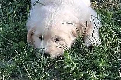 Sprzedam Golden Retriver, Lubelskie, Zaniówka