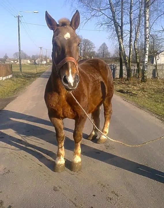 Klacz zimnokrwista źrebna