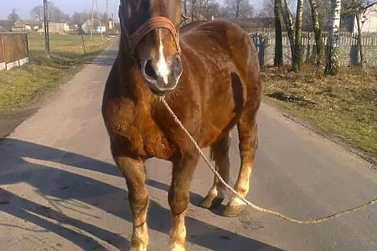 Klacz zimnokrwista źrebna
