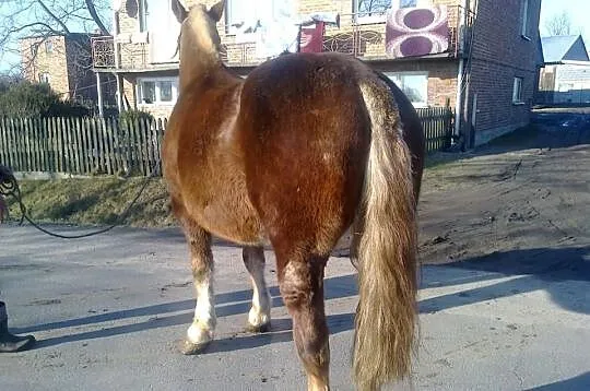 Klacz zimnokrwista źrebna