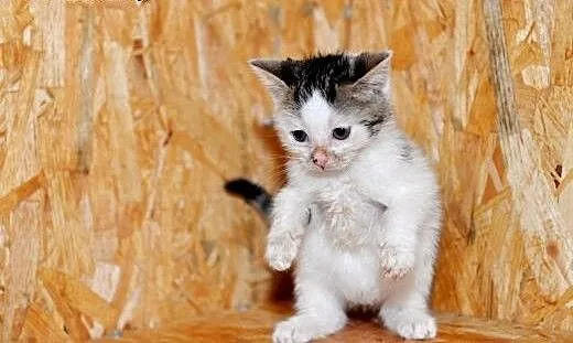 Mała Mi- kocie cudeńko do adopcji. Pokochaj!, pom