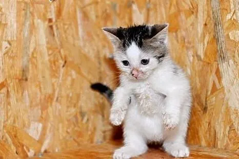 Mała Mi- kocie cudeńko do adopcji. Pokochaj!,  pom